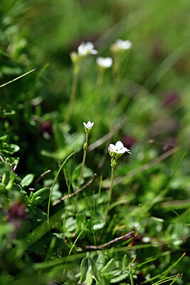 BUITEN BEELD Foto: 446666