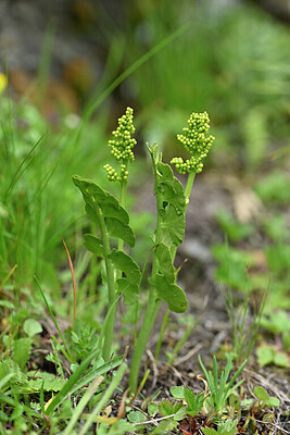 BUITEN BEELD Foto: 446668