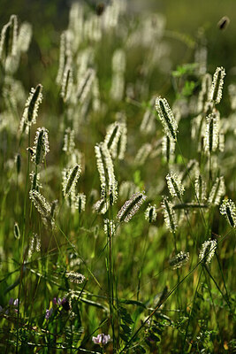 BUITEN BEELD Foto: 446669
