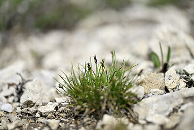BUITEN BEELD Foto: 446672