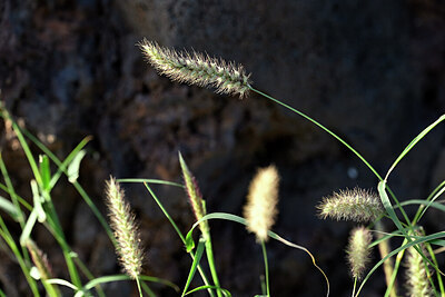 BUITEN BEELD Foto: 446675