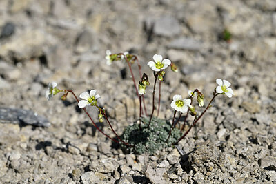 BUITEN BEELD Foto: 446676
