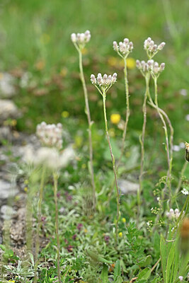 BUITEN BEELD Foto: 446679