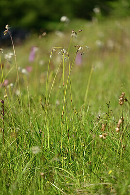 BUITEN BEELD Foto: 446682