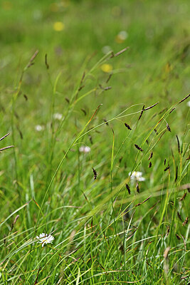 BUITEN BEELD Foto: 446685