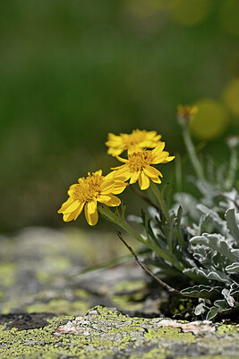 BUITEN BEELD Foto: 446687