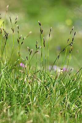 BUITEN BEELD Foto: 446688