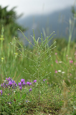 BUITEN BEELD Foto: 446692