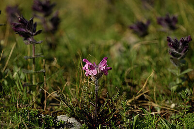 BUITEN BEELD Foto: 446695