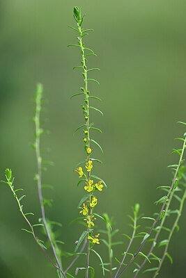 BUITEN BEELD Foto: 446696