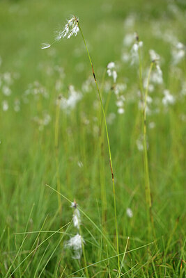 BUITEN BEELD Foto: 446697