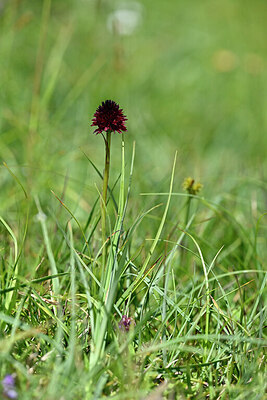 BUITEN BEELD Foto: 446699