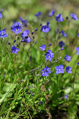 BUITEN BEELD Foto: 446701