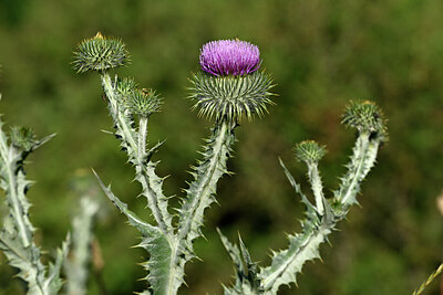 BUITEN BEELD Foto: 446709