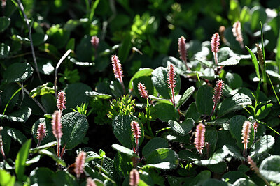 BUITEN BEELD Foto: 446711