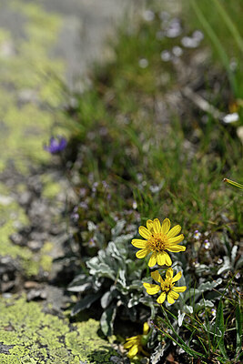BUITEN BEELD Foto: 446712