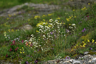 BUITEN BEELD Foto: 446719