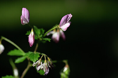 BUITEN BEELD Foto: 446724