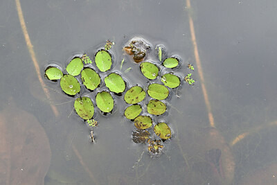 BUITEN BEELD Foto: 446725