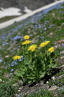 BUITEN BEELD Foto: 446727