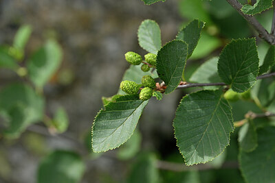 BUITEN BEELD Foto: 446730
