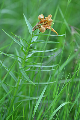 BUITEN BEELD Foto: 446733