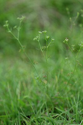 BUITEN BEELD Foto: 446736