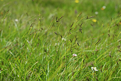 BUITEN BEELD Foto: 446737