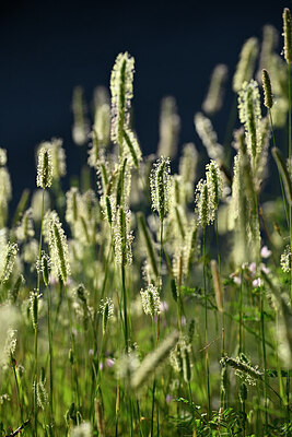 BUITEN BEELD Foto: 446738