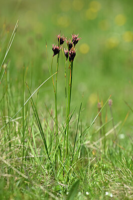 BUITEN BEELD Foto: 446739