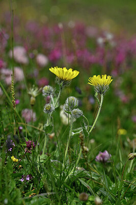 BUITEN BEELD Foto: 446740