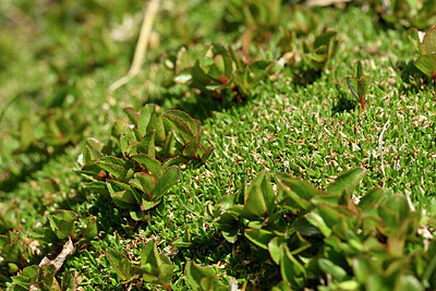 BUITEN BEELD Foto: 446743