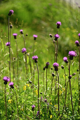 BUITEN BEELD Foto: 446748