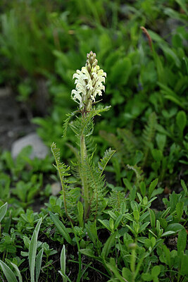 BUITEN BEELD Foto: 446750
