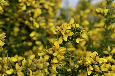 BUITEN BEELD Foto: 446759