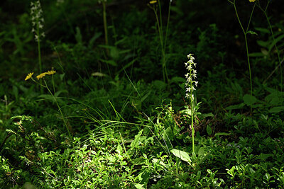 BUITEN BEELD Foto: 446762