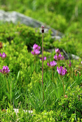 BUITEN BEELD Foto: 446765