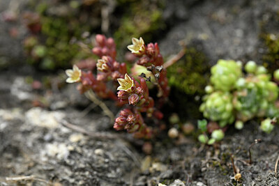 BUITEN BEELD Foto: 446766