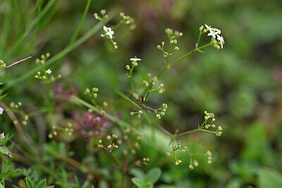 BUITEN BEELD Foto: 446769