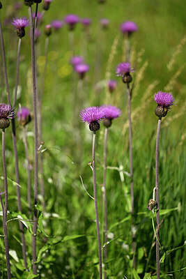 BUITEN BEELD Foto: 446774