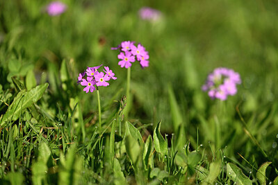 BUITEN BEELD Foto: 446775