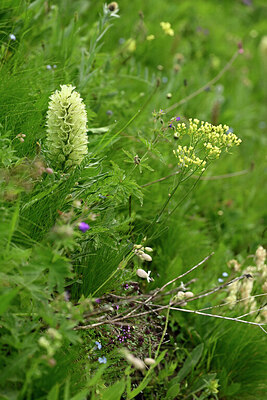 BUITEN BEELD Foto: 446778