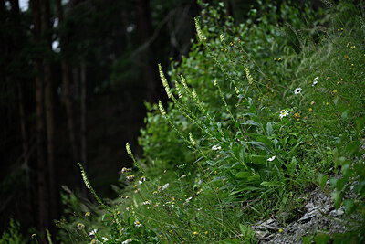 BUITEN BEELD Foto: 446779