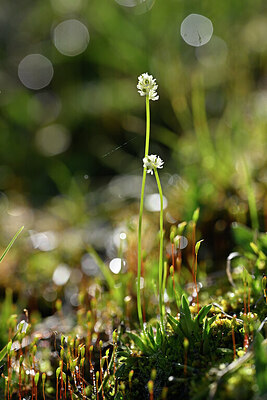 BUITEN BEELD Foto: 446781