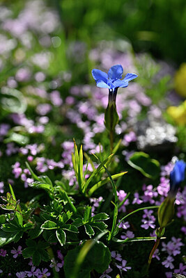 BUITEN BEELD Foto: 446788