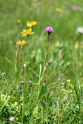 BUITEN BEELD Foto: 446792