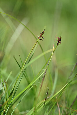 BUITEN BEELD Foto: 446796