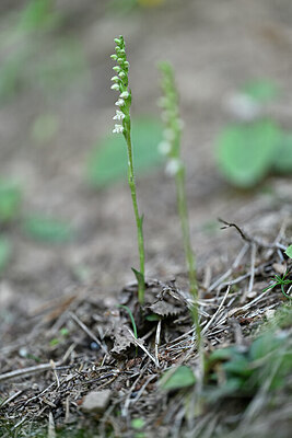 BUITEN BEELD Foto: 446797