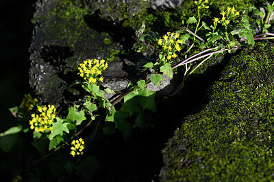 BUITEN BEELD Foto: 446810
