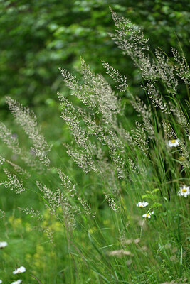 BUITEN BEELD Foto: 446812